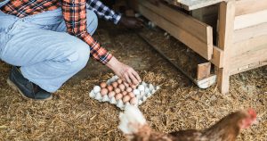 oeufs de poules