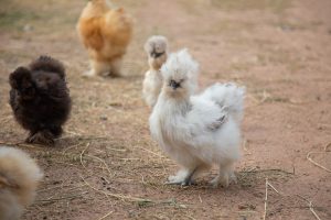 poules gratte